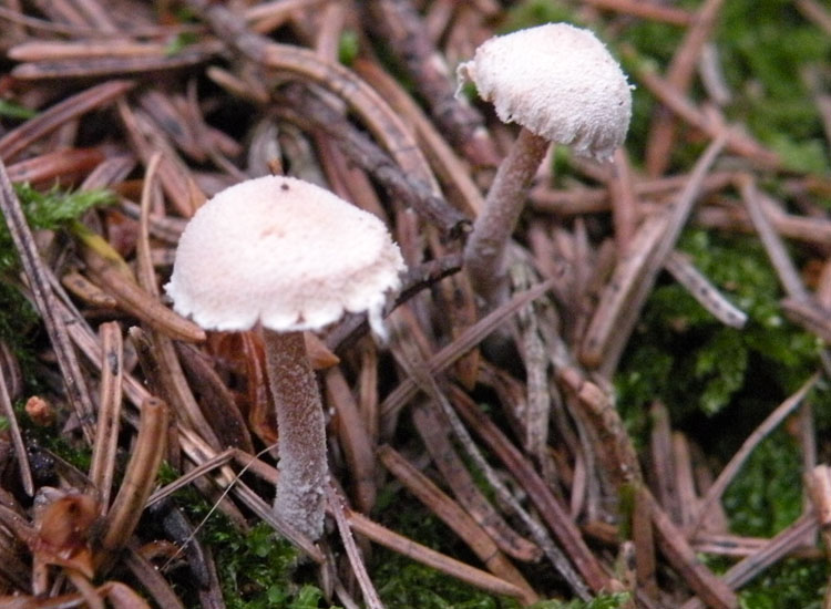 Psathyrella pennata?